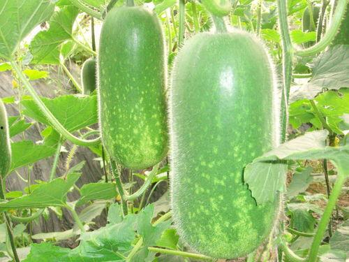 吃瓜1225,一场网络热议背后的真相