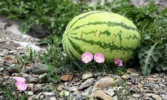 在苏州吃瓜少女,瓜少女生独享的甜蜜邂逅