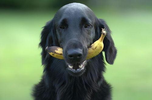 吃瓜狗子爬树视频