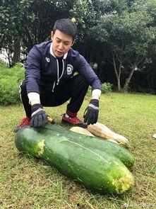 看着像吃瓜